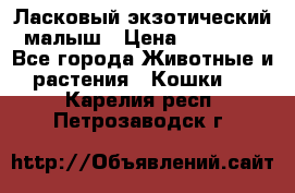 Ласковый экзотический малыш › Цена ­ 25 000 - Все города Животные и растения » Кошки   . Карелия респ.,Петрозаводск г.